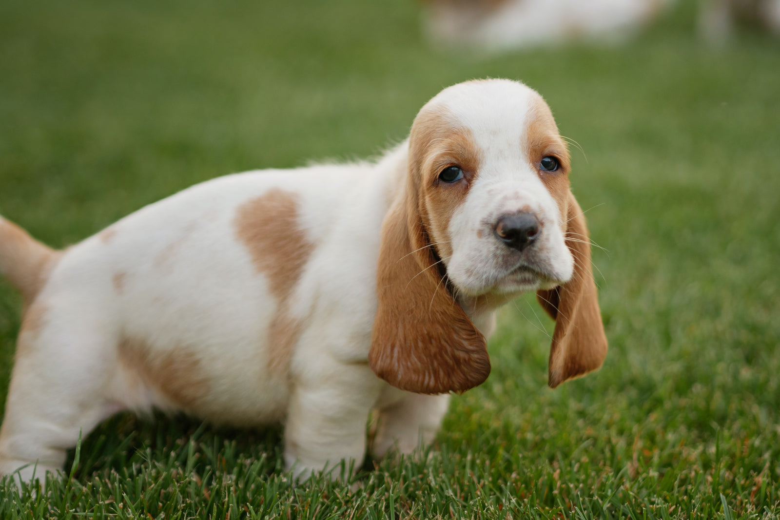 BOLLI-Dog-Owner-Jacket-Hip-Dysplasia-in-Dogs-HD-Basset