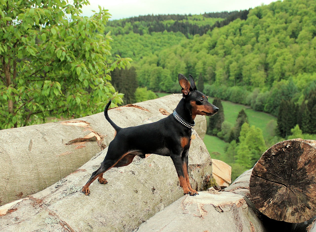 BOLLI-Dog-Owner-Utility-Coat-Jacket-Strains-in-dogs-Pinscher