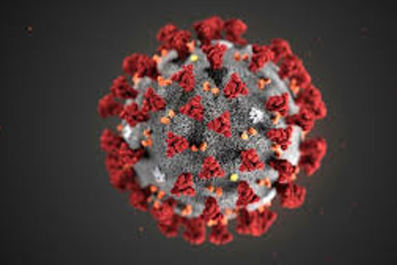 BOLLI-Dog-Owner-Jacket-CoVid19-Corona-Blog