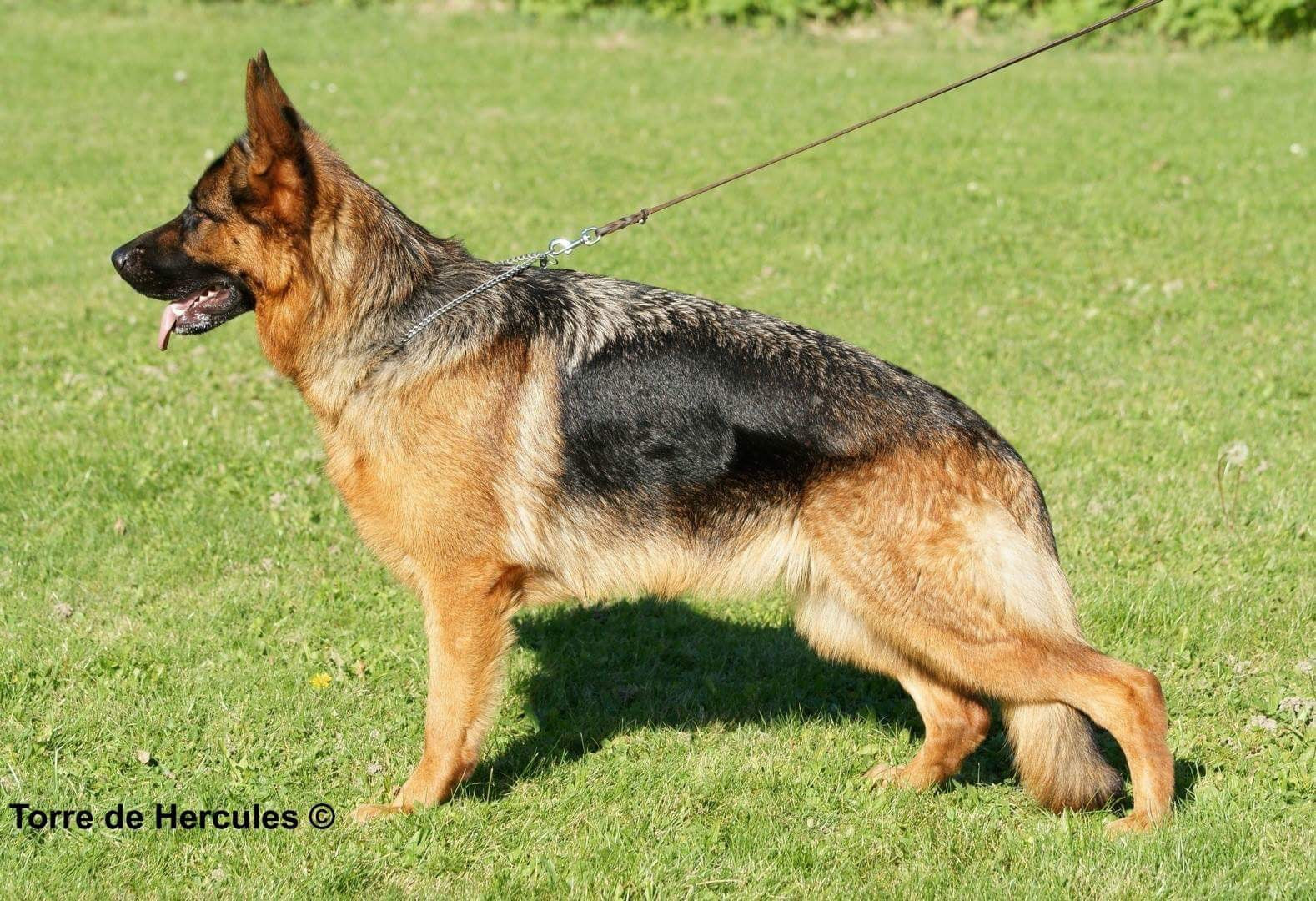 BOLLI-Dog-Owner-Jacket-Hip-Dysplasia-in-Dogs-HD-German-Shepherd