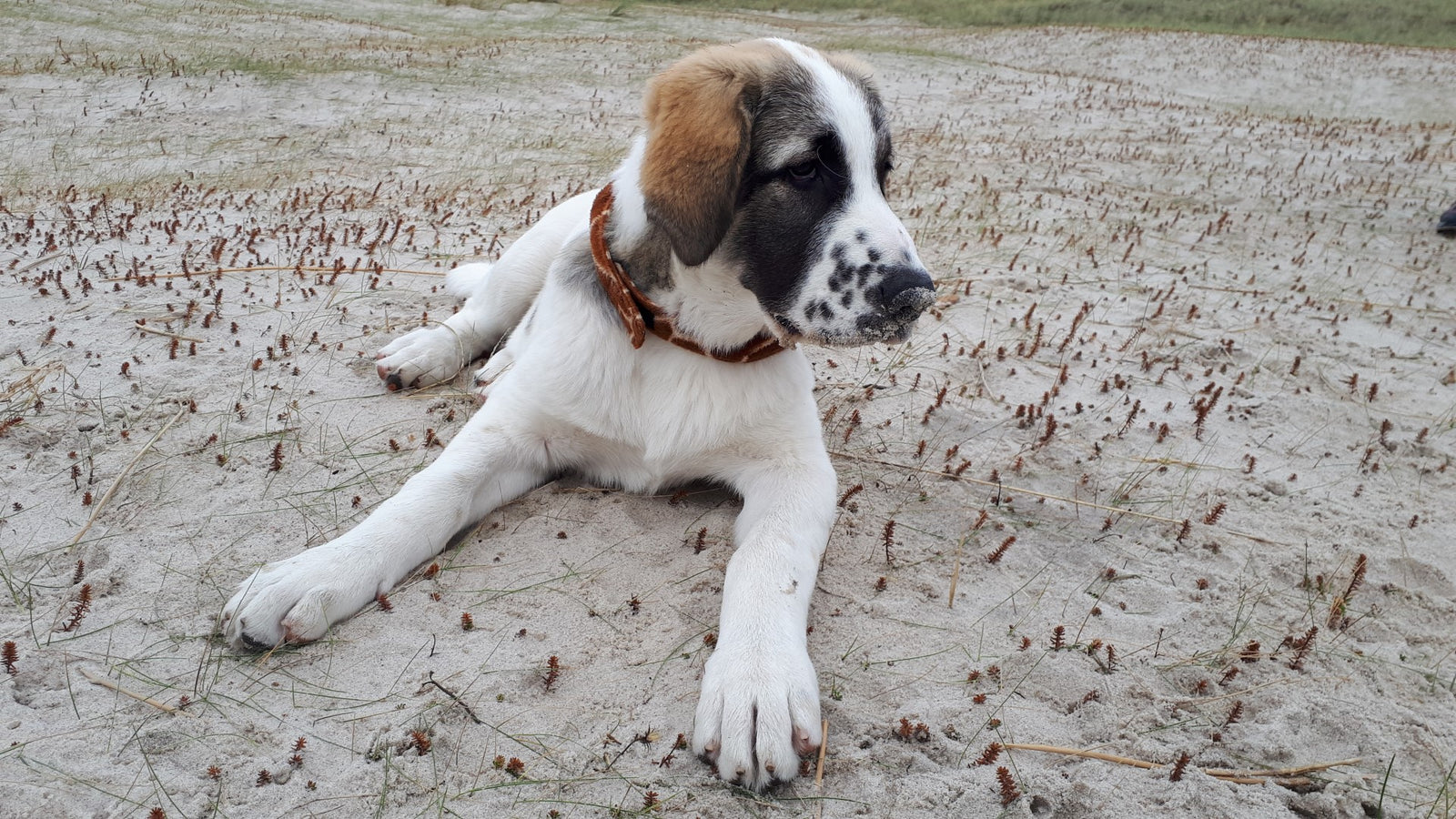 BOLLI-Dog-Owner-Utility-Jacket-Coat-Blog-Neutering-Female-Dogs-Tinka