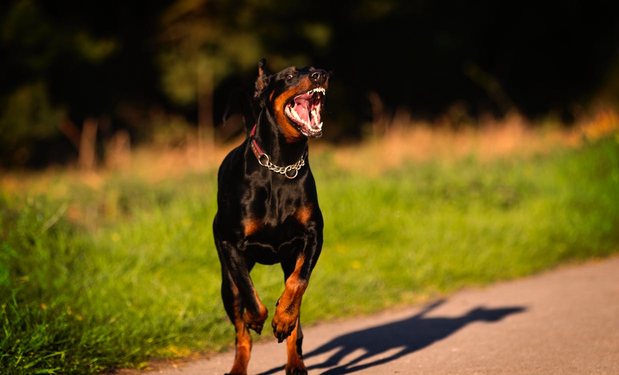 BOLLI-Dog-Owner-Utility-Jacket-Coat-Blog-Territorial behavior in dogs-Doberman