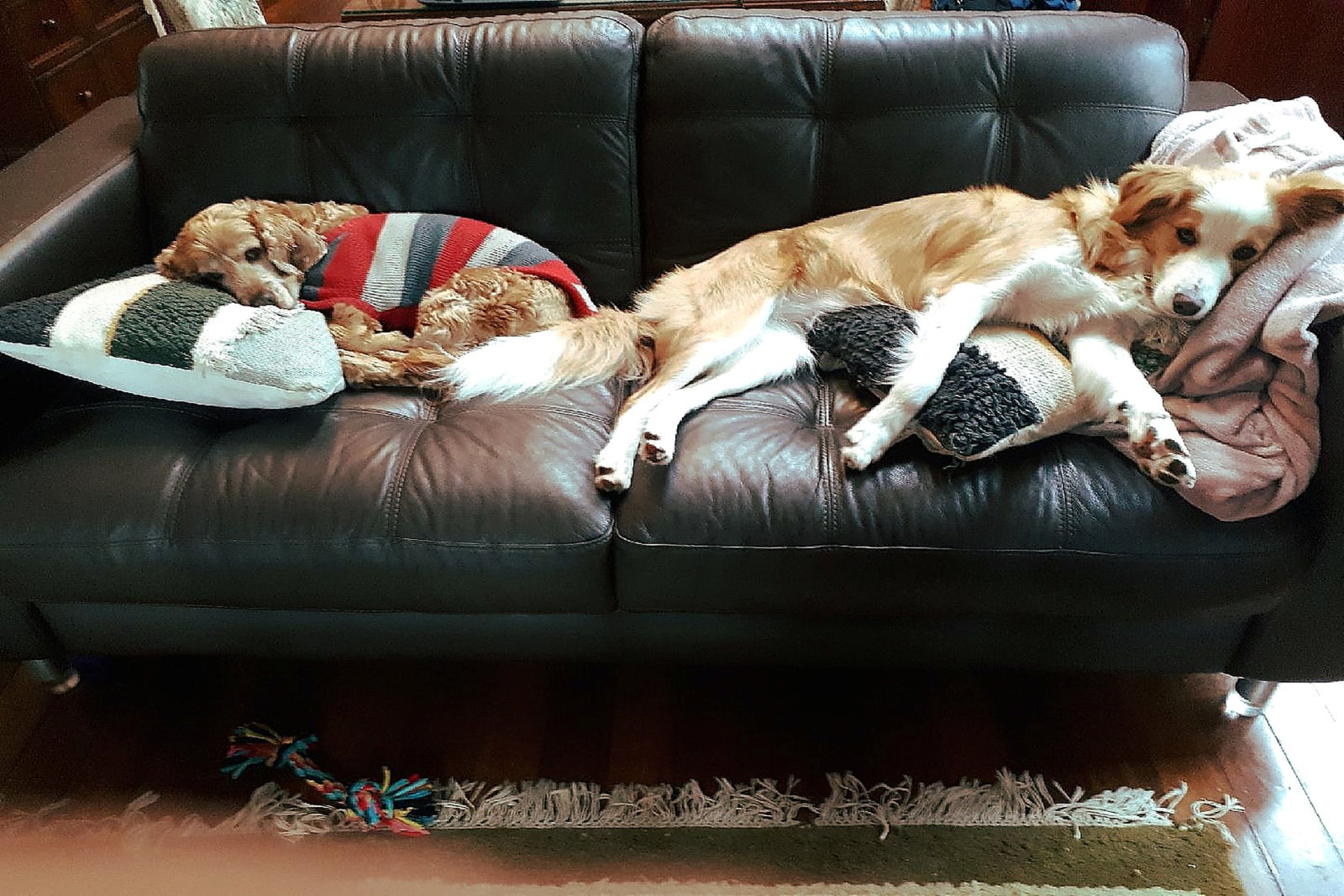 BOLLI-Dog-Owner-Jacket-Living-with-your-new-dog-Blog