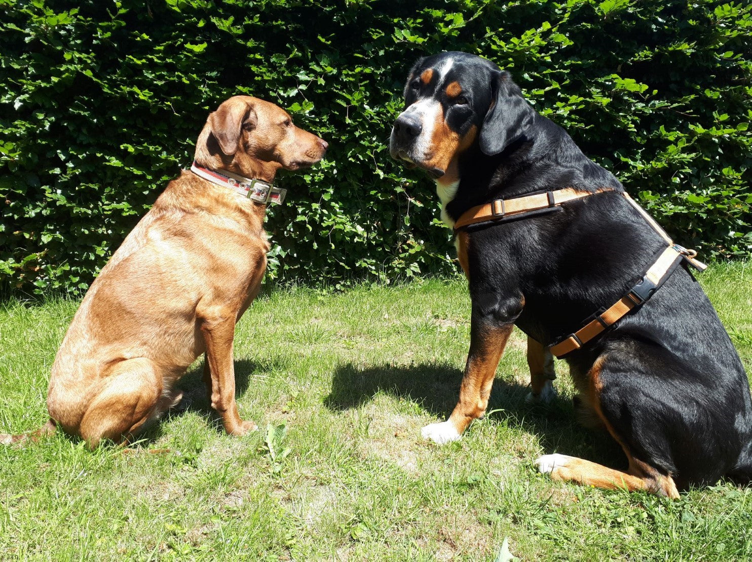 Harness or collar? A short guide for you and your dog